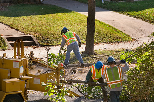 Best Lot and Land Clearing  in Corona, CA