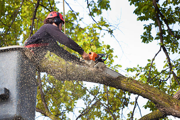 Best Firewood Processing and Delivery  in Corona, CA